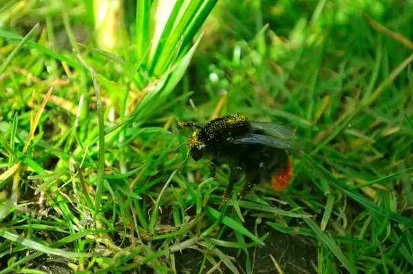 bumblebee