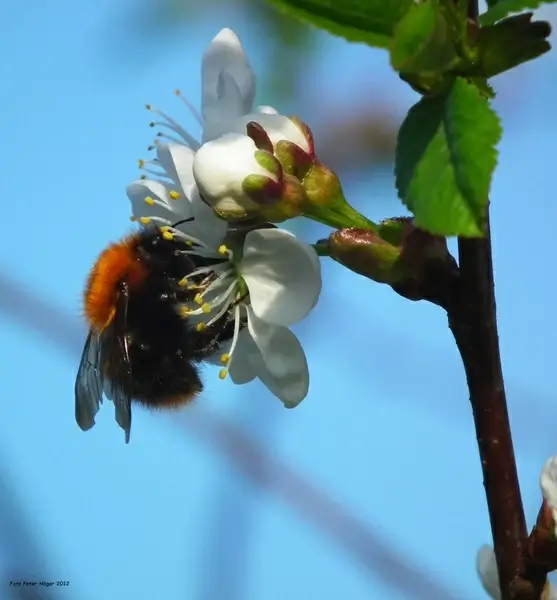 bumblebee
