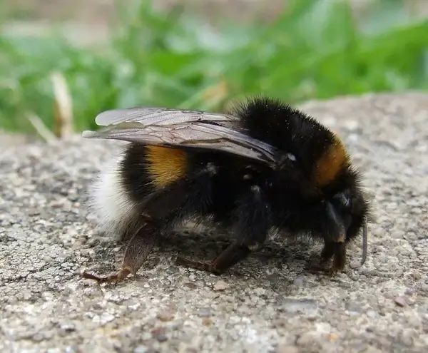 bumblebee