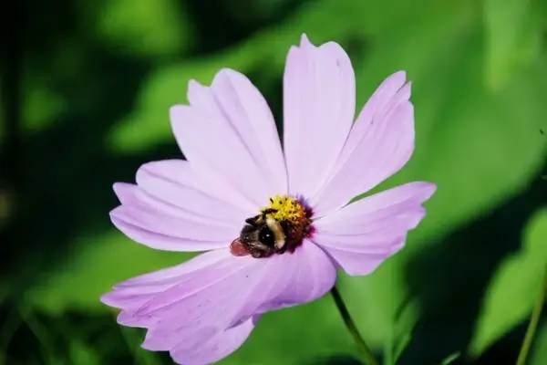 bumblebee bee flower