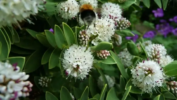 bumblebee on white flowers