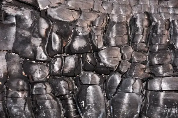 burnt wood texture