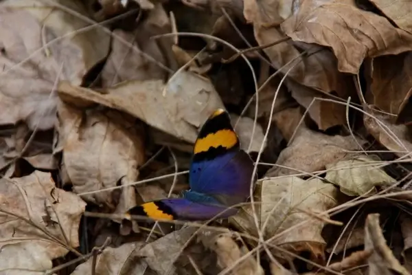 butterfly