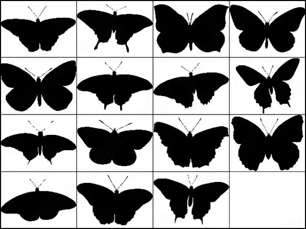 butterfly brush