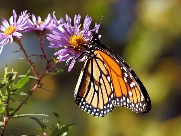 butterfly butterflies monarch