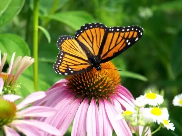 butterfly on coneflower