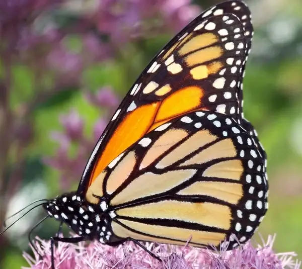 butterfly on flower