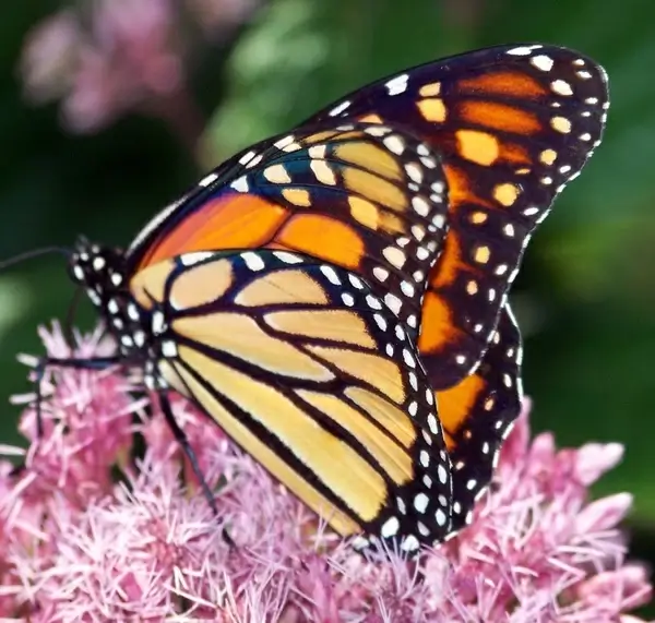 butterfly on flower
