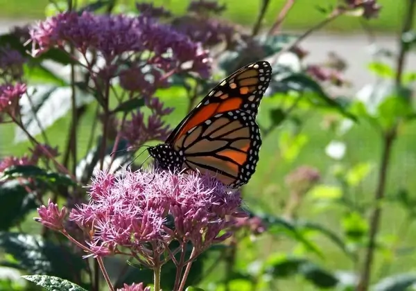 butterfly on flowers