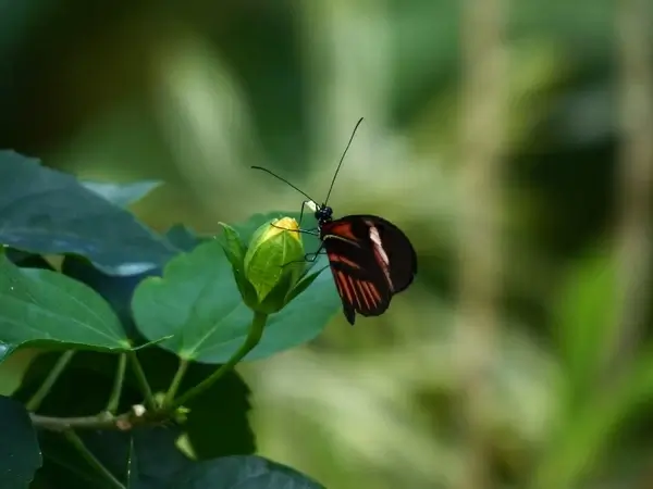 butterfly passion butterfly heliconius melpomene