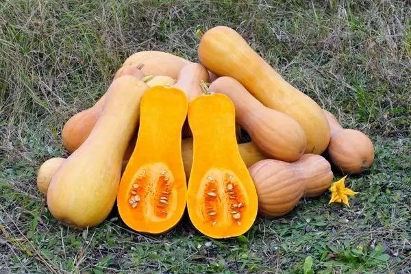 butternut squash produce gourd