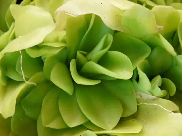butterwort pinguicula carnivore