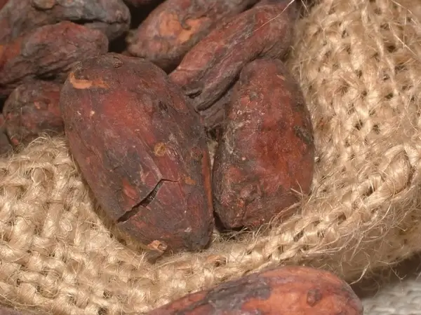 cacao beans cocoa cocoa bean