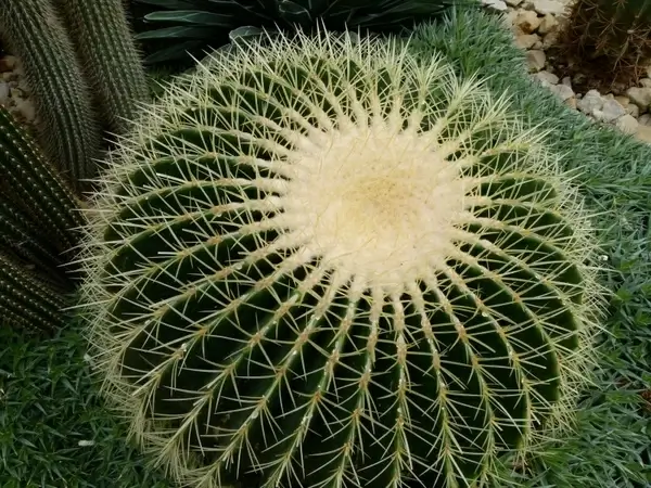 cactus cacti plant
