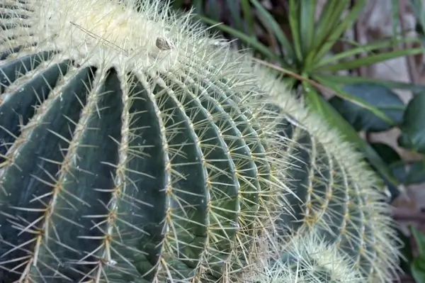 cactus closeup
