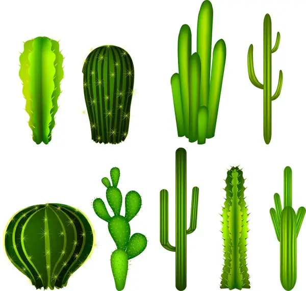 cactus collections