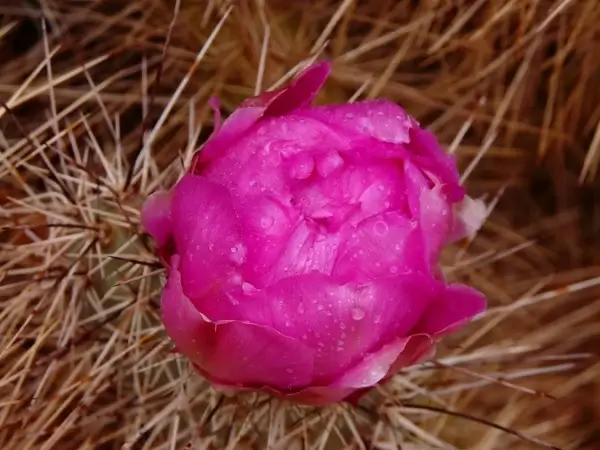 cactus flower plant