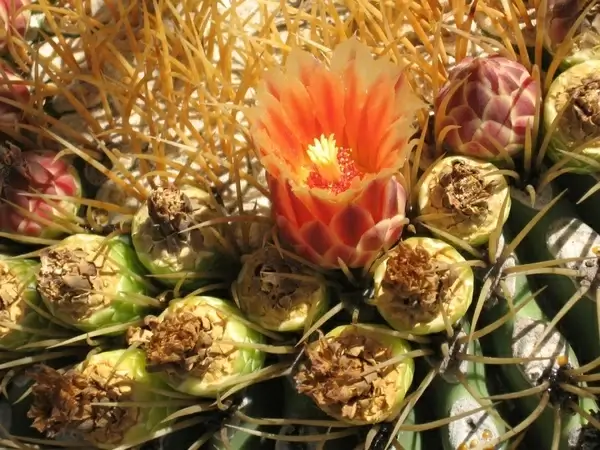 cactus in bloom