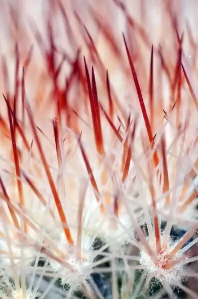 cactus prickle flower