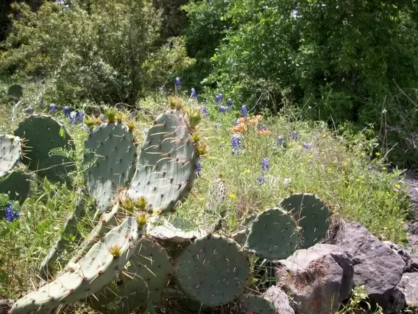 cactus rocks wildflowers