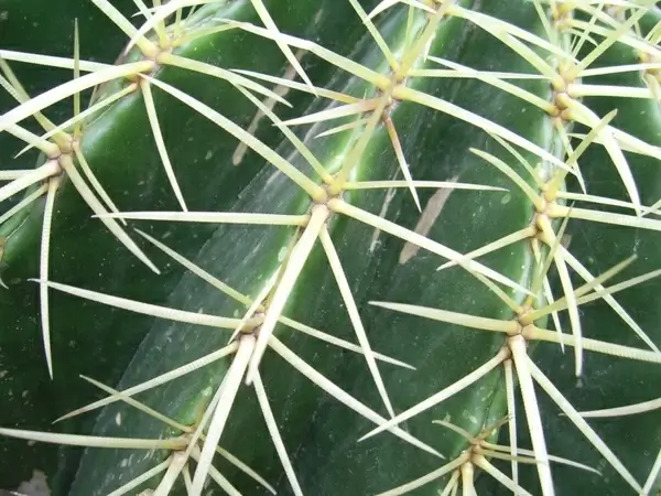 cactus thorns