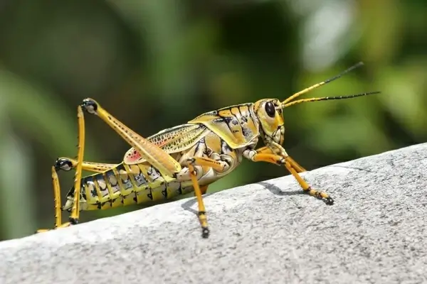 caelifera grasshopper romalea microptera