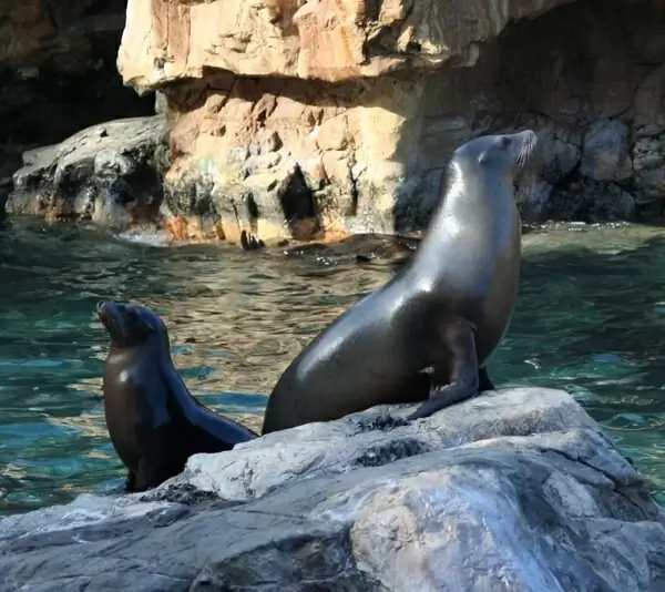 california sealions seals water mammals