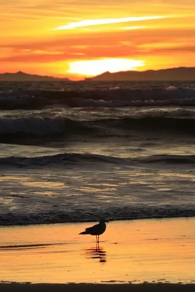 california sunset on new year039s eve