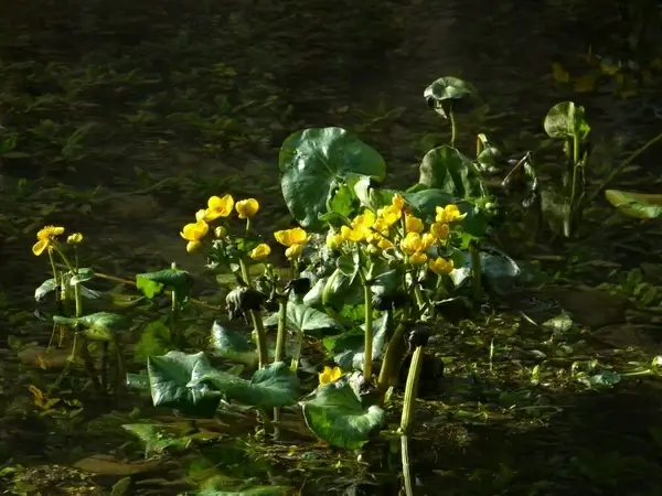 caltha palustris hahnemann foot greenhouse yellow