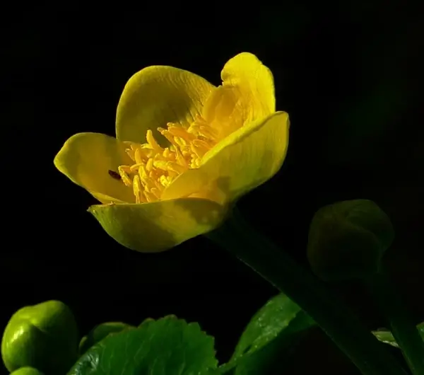 caltha palustris hahnemann foot greenhouse yellow