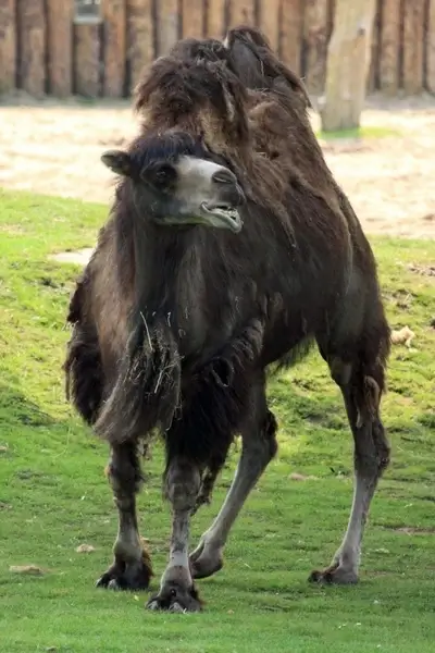 camel