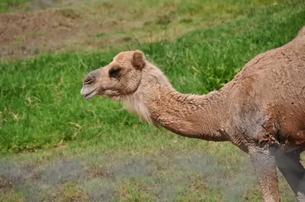 camel zoo animal