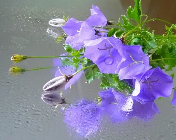 campanula bellflower reflections