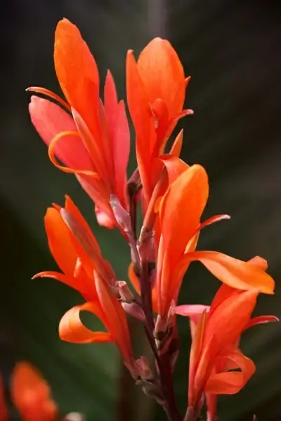 canna indica