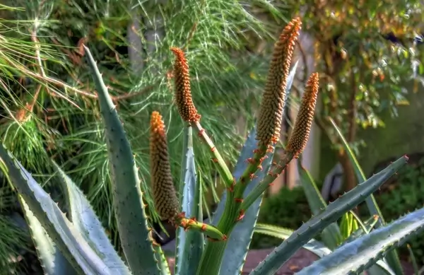 cape aloe