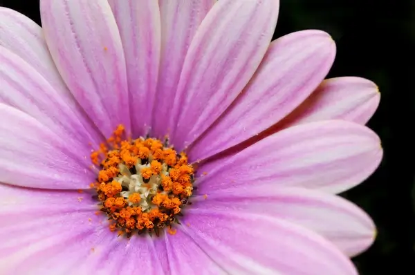 cape daisy 1