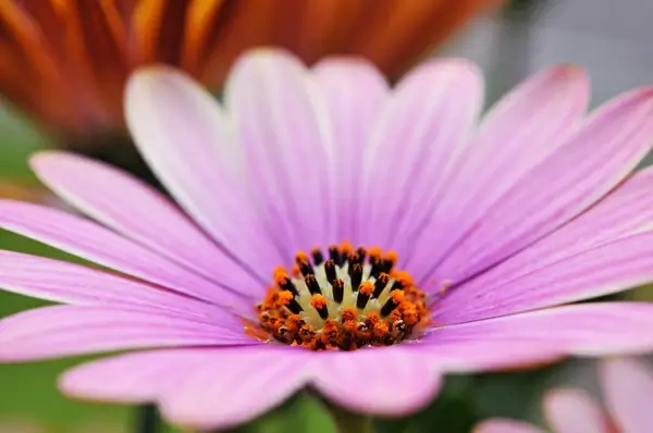 cape daisy 2