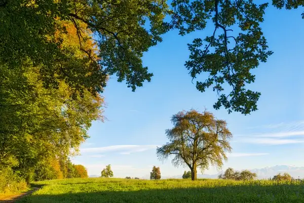 captured tree