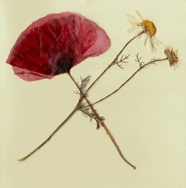 card of spring
