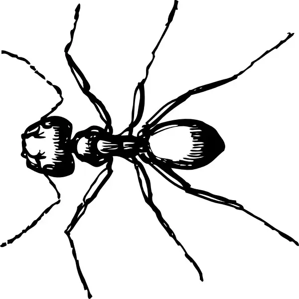Carpenter Ant clip art