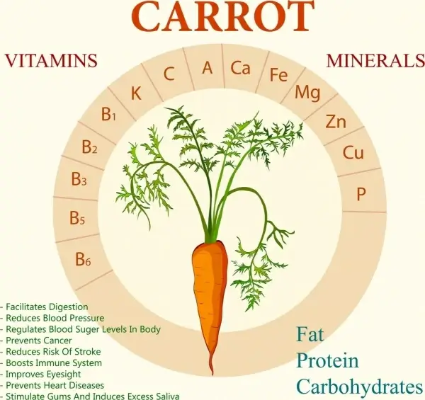 carrot benefit infographic flat circle layout texts decor