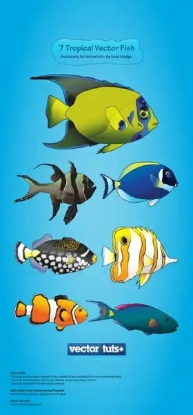 cartoon marine fish vector