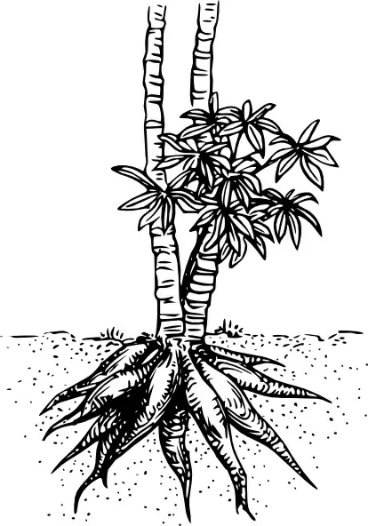 Cassava Yuca clip art