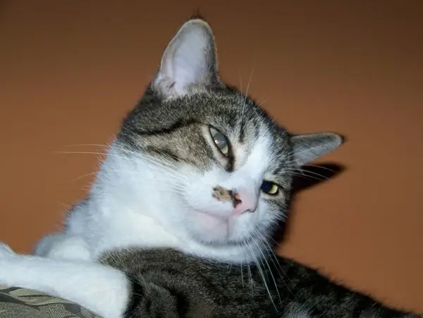 cat
