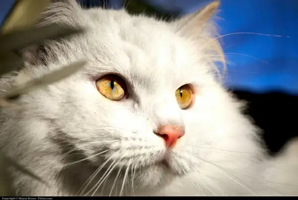 cat