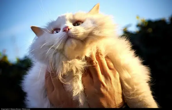 cat