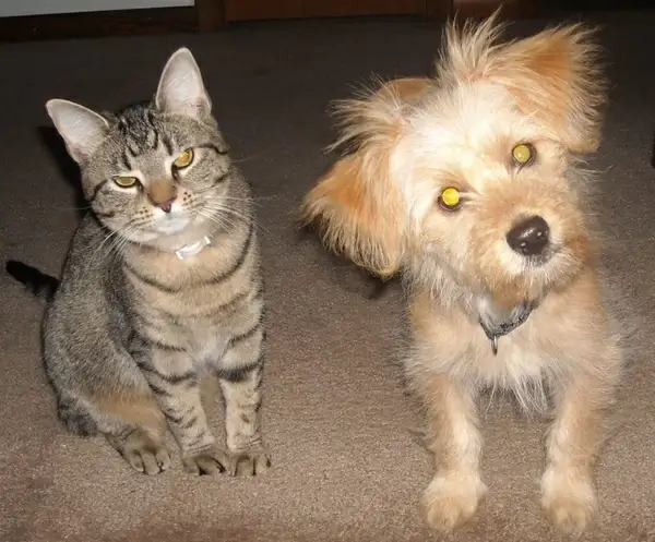 cat and dog 