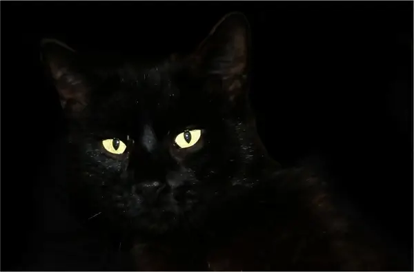 cat black cat pet