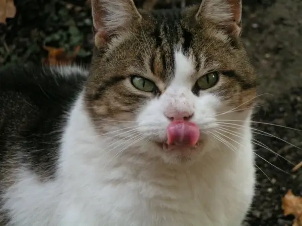 cat cat face cat's eyes
