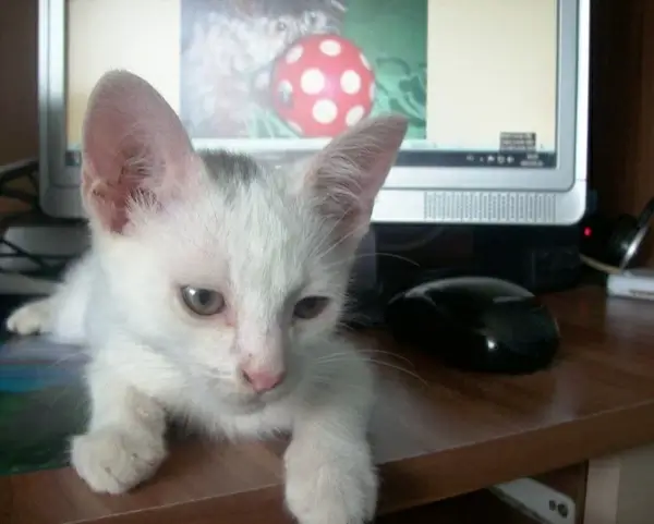 cat cirmi front of the monitor 